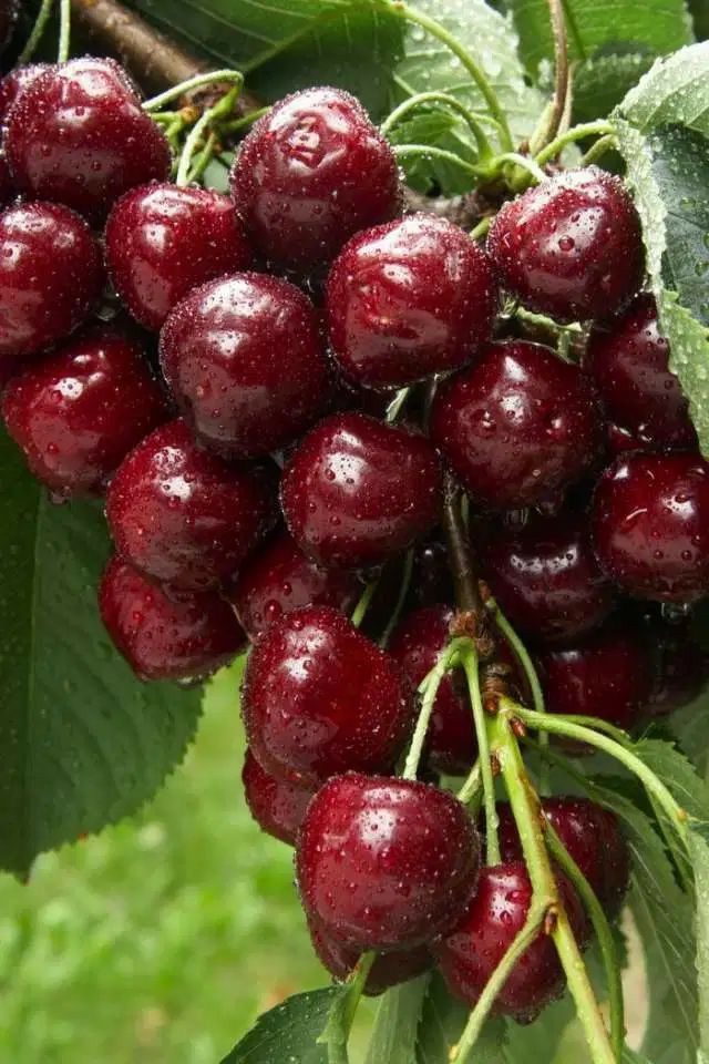 Napolyon KİRAZ FİDANI